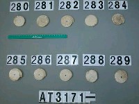 藏品(芋螺貝)的圖片